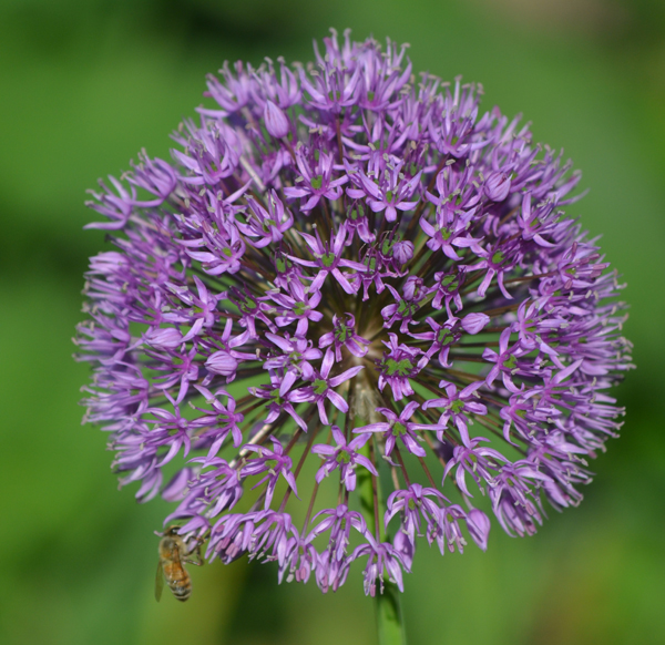 Blumengru&szlig; zum Wochenende