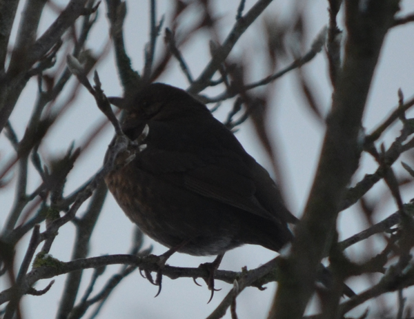 Im bl&auml;tterlosen Baum