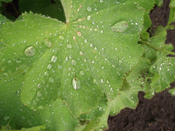 Regentropfen auf dem Blatt