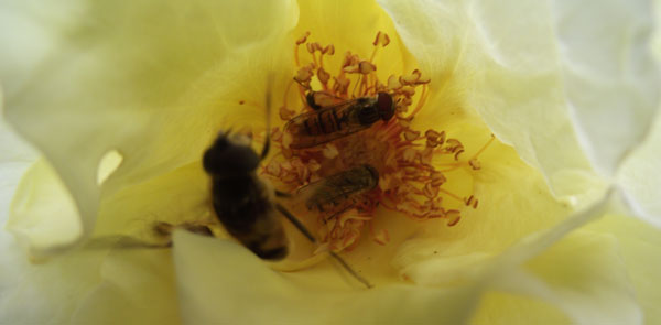 Gedr�ngel in der Rosenbl�te