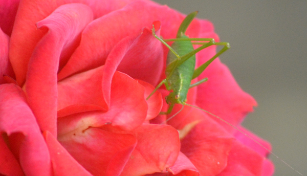 Grash&uuml;pfer auf Rose