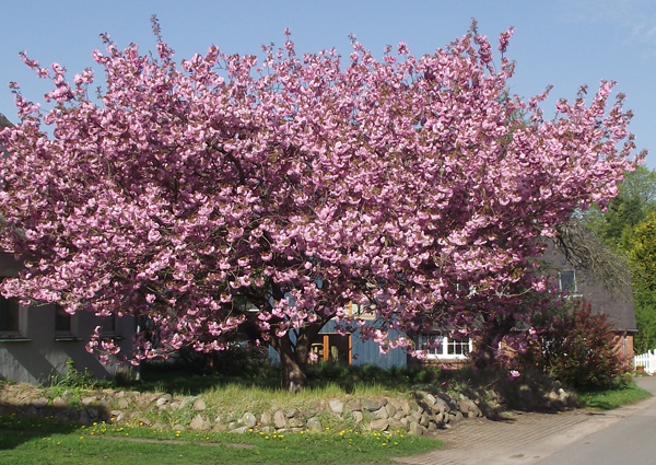 Der Baum versteckt das Haus