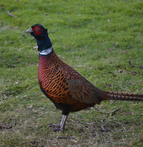 Haustier - kommt ganz dicht heran