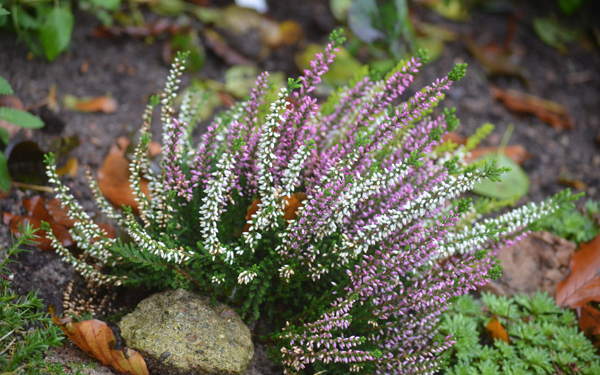 Heide im Herbst