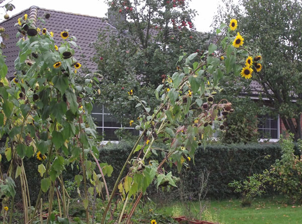 Die Sonneblumen verlieren langsam Haltung
