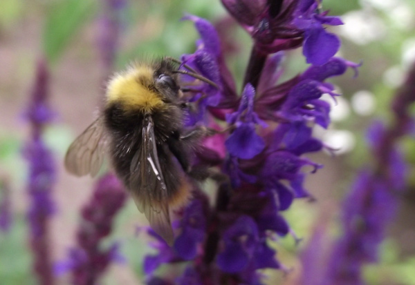 Insekt bei der Arbeit II