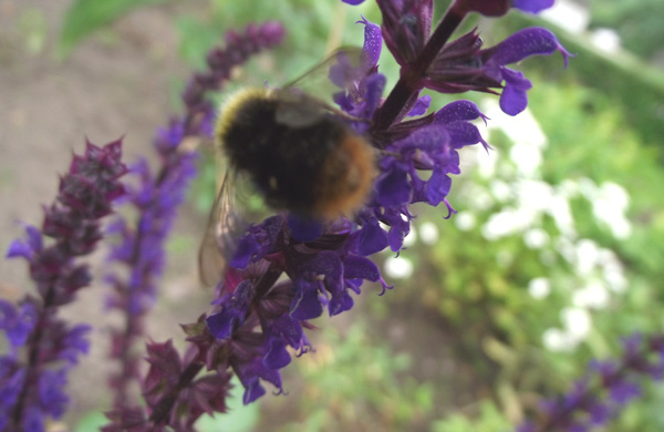 Insekt bei der Arbeit I