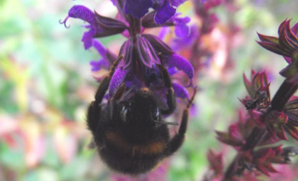 Insekt - Auge in Auge