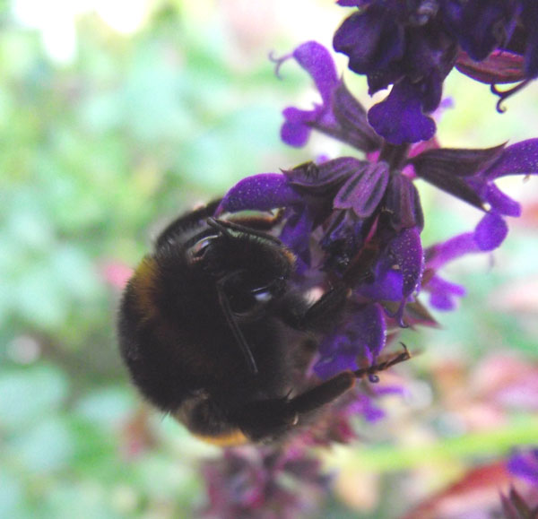 Insekt im Klammergriff