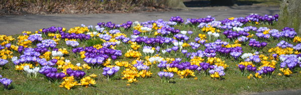 Blumengru&szlig; in Jerrishoe