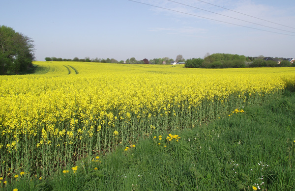 Raps Mitte Mai - recht sp�t dieses Jahr