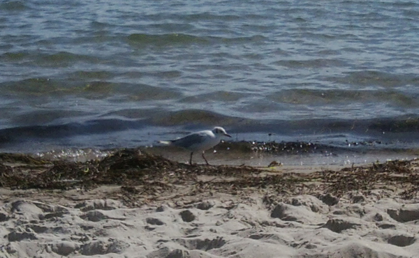 Besucher ohne Strandkarte