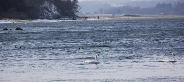 An der Ostsee am 17.3.2013: Schw�ne