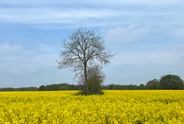 Kalenderbild
