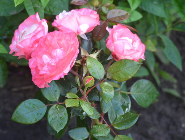 Tropfen auf den Rosenbl&auml;ttern