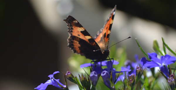 Schmetterling Juli 2016