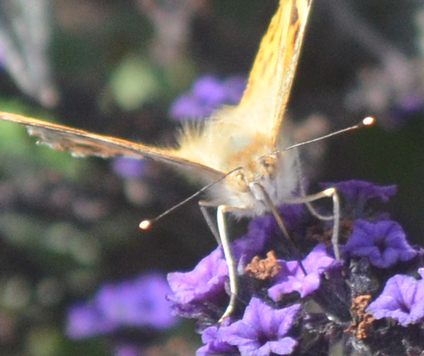Schmetterling trinkt