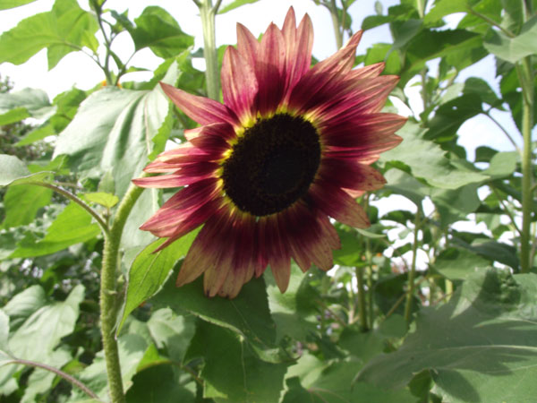 Sonnenblumen im August 2013