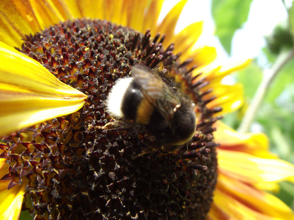 Sonnen-Hummel