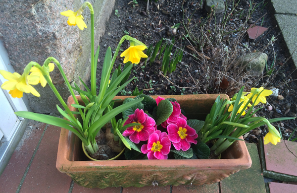 Fr&uuml;hlingsblumen