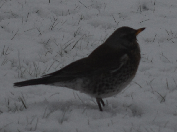 Vogel im Schnee