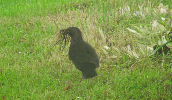 Vogel nach dem Regen